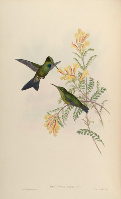 Heliodoxa jamesoni = Heliodoxa jacula jamesoni by John Gould